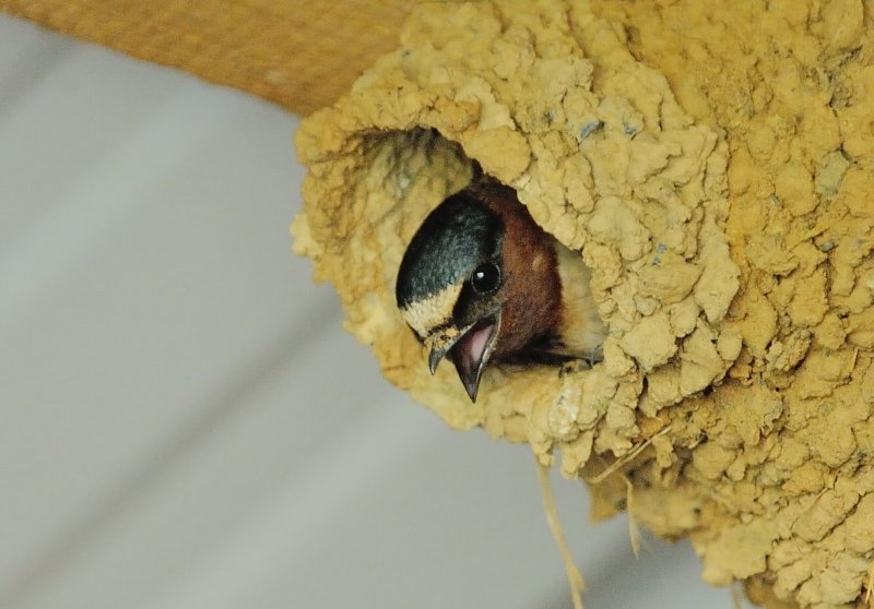 Cliff Swallow