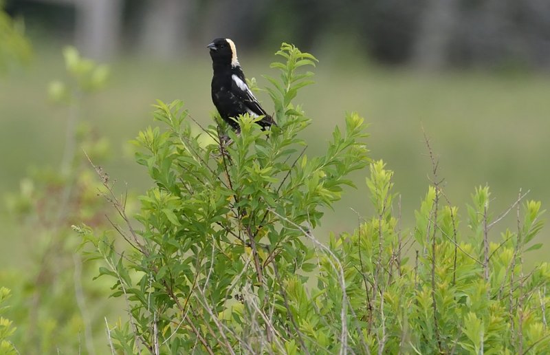 Bobolink (Male in Spring Breeding Plumage)