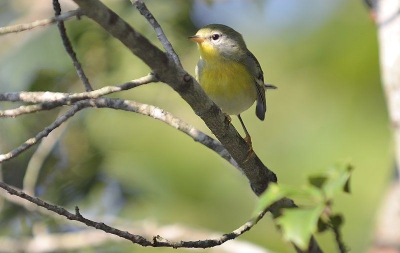 Northern Parula