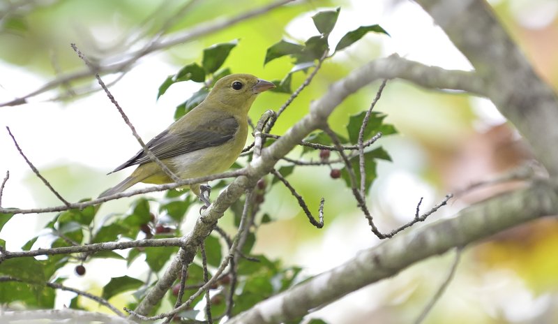 Scarlet Tanager