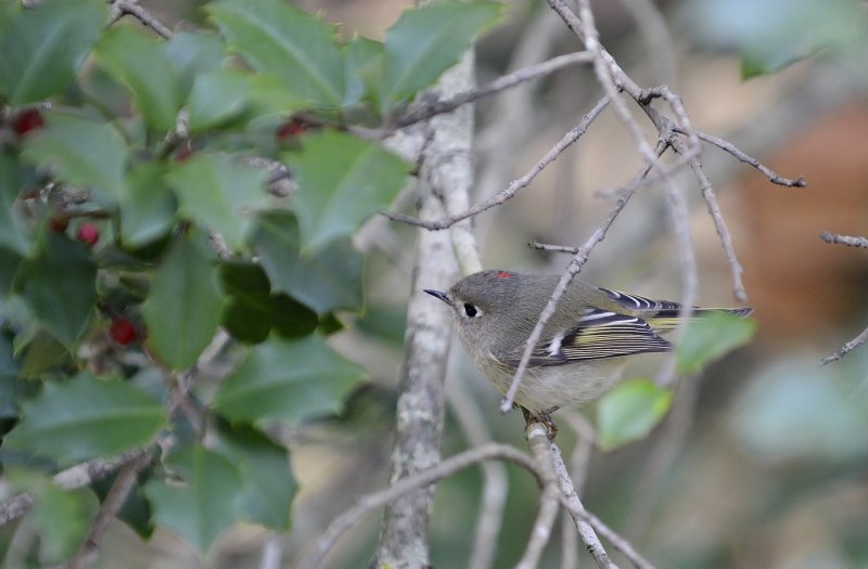 Ruby-crowned Kinglet (Male)