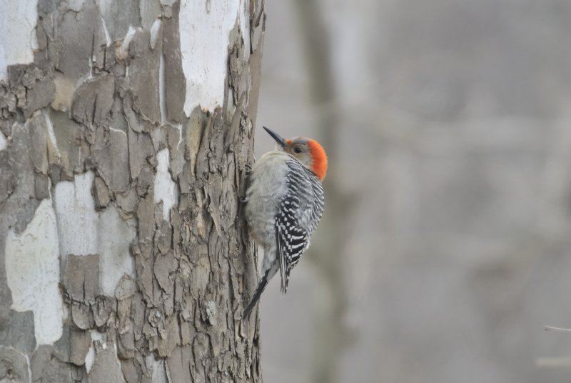 Red-bellied Woodpecker (Female)