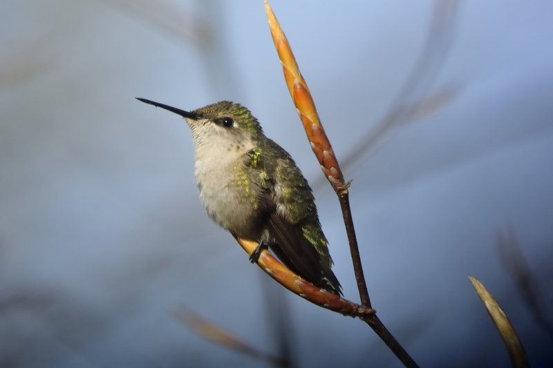 Ruby-throated Hummingbird (Female)