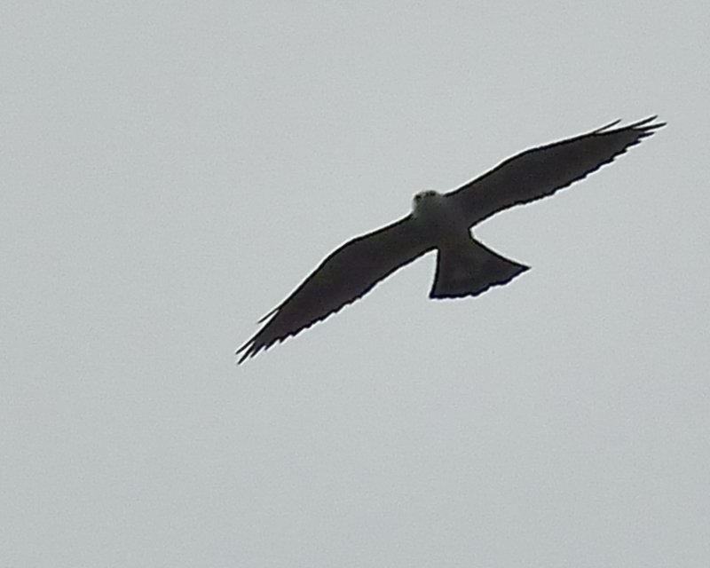 Mississippi Kite (?) (Series of Four Photos)