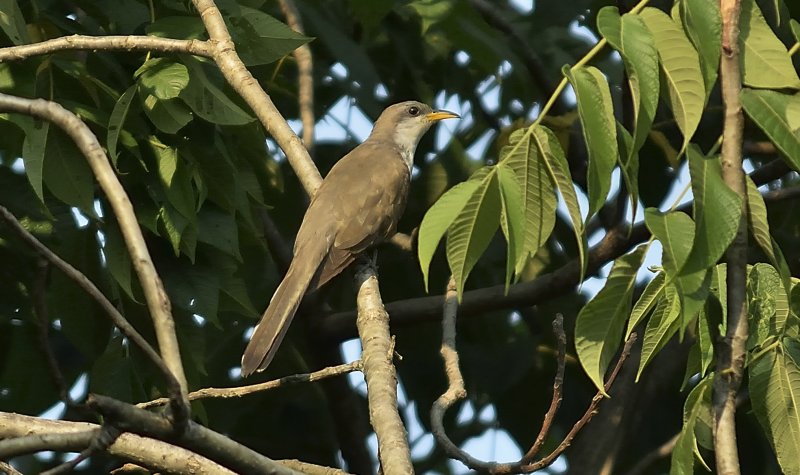 Yellow-billed Cuckoo