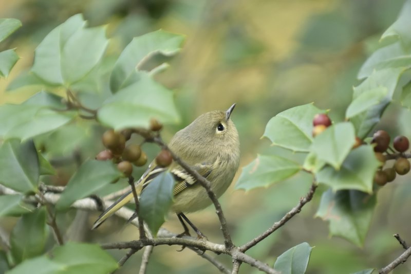 Ruby-crowned Kinglet