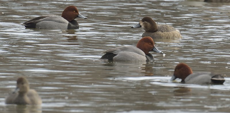 Redheads