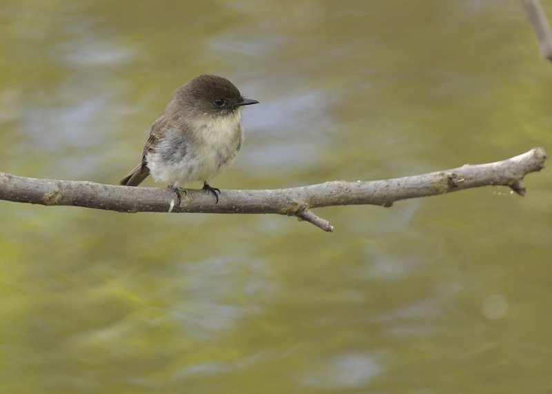 Eastern Phoebe