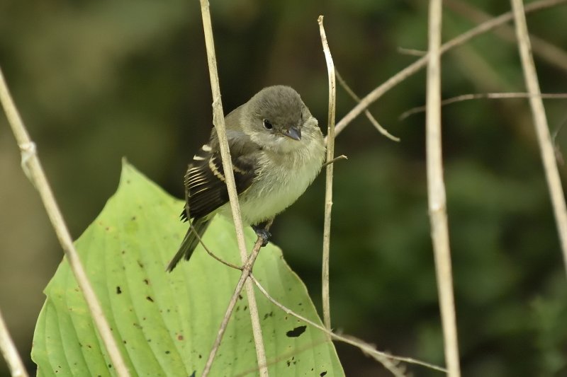 Least Flycatcher