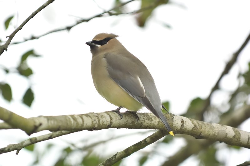 Cedar Waxwing