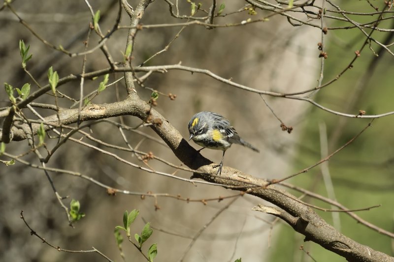 Yellow-rumped Warbler (Male)