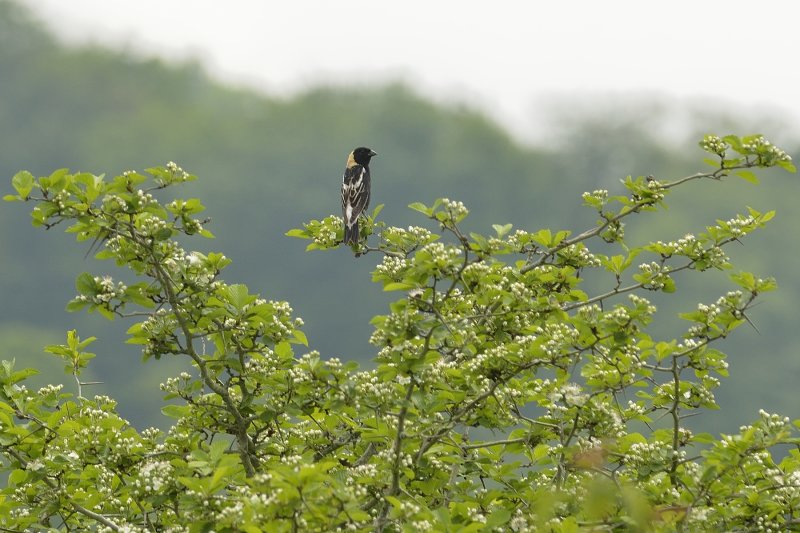 Bobolink (Male)