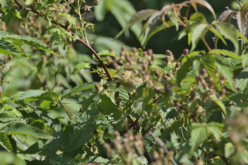 Common Yellowthroats