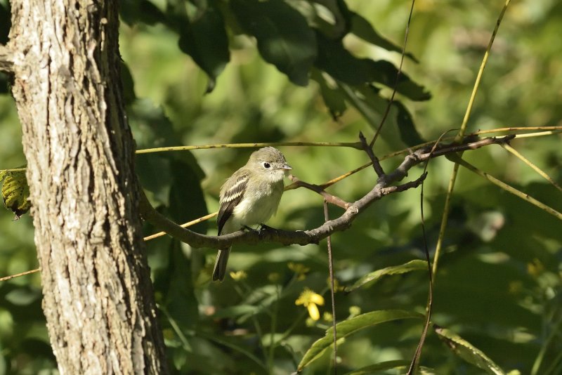 Small Flycatcher