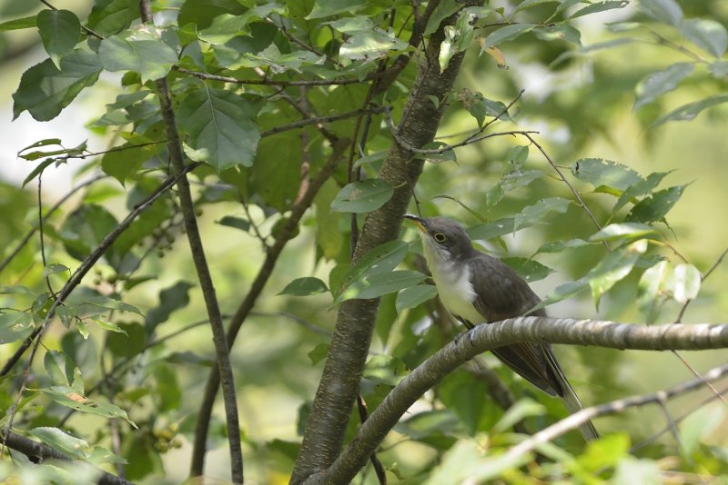 Yellow-billed Cuckoo