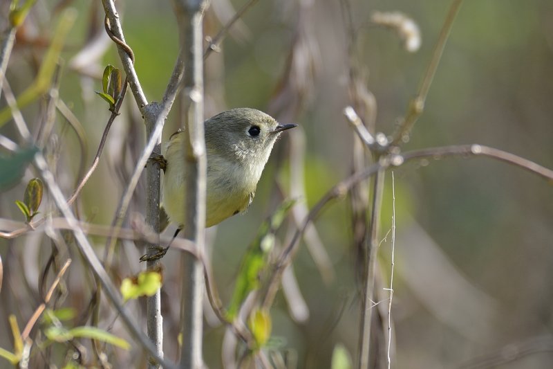 Ruby-crowned Kinglet