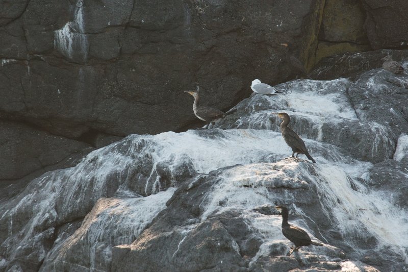 Great Cormorants