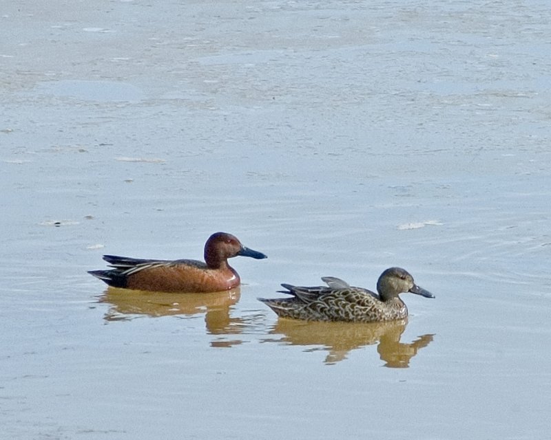 Pair of Cinnamon Teals