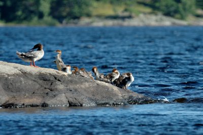 Common Mergansers (Female with Brood)