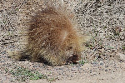 Mr. Porcupine