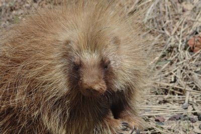 Mr. Porcupine