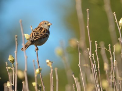 House Sparrow (Male)