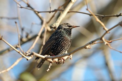 European Starling