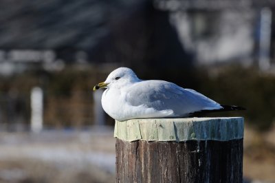 Ring-billed Gull