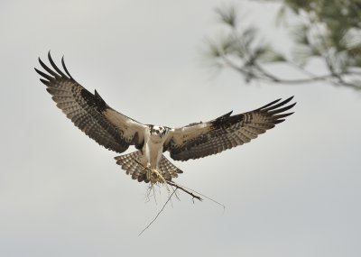 Osprey (Female)