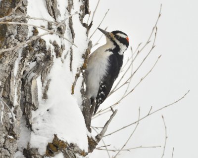 Hairy Woodpecker (Male)