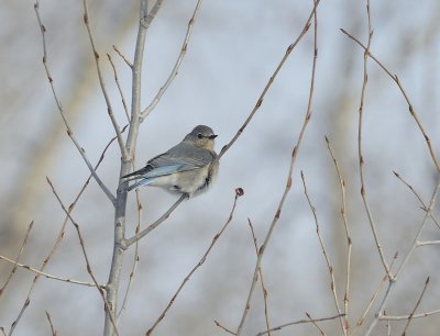 Western Bluebird