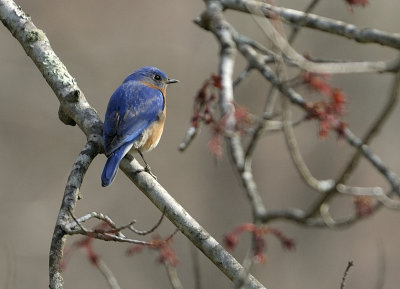 Eastern Bluebird (Male)