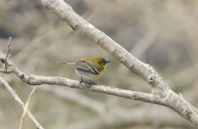 Pine Warbler (Male)