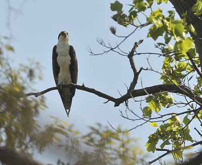 Osprey (Male)