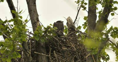 Bald Eagles (Immature)