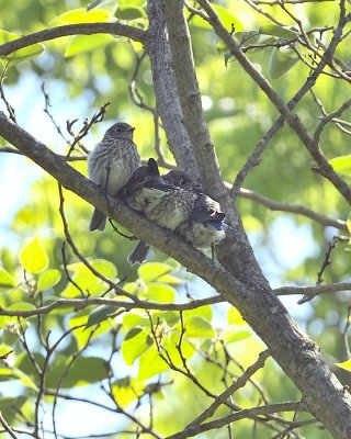 Fledged Bluebird Clan