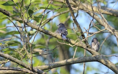 Two Immature Bluebirds out-on-a-limb