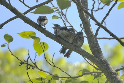 Fledged Bluebird Clan