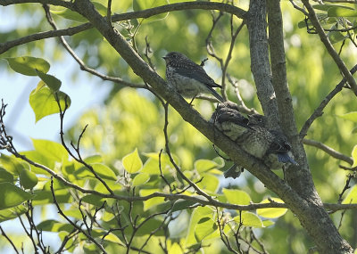 Immature Bluebirds All-in-a-Row