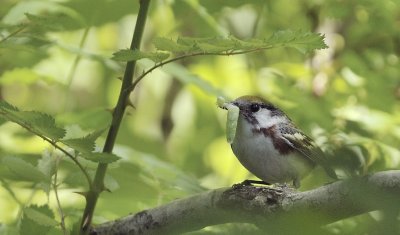 Chestnut-sided Warbler (Female)