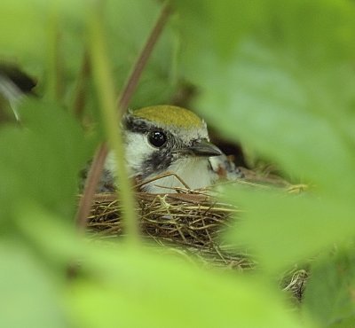 Chestnut-sided Warbler (Female)