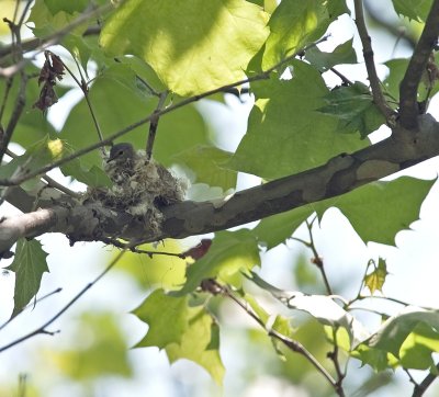 American Redstart (Female)