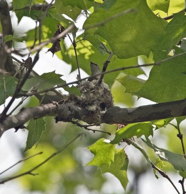 American Redstart (Female)