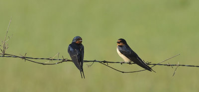 Pair of Barn Swallows