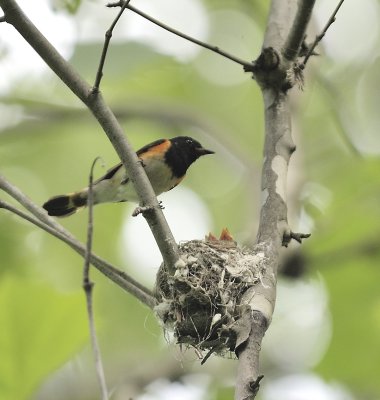 Redstart Warbler (Male)