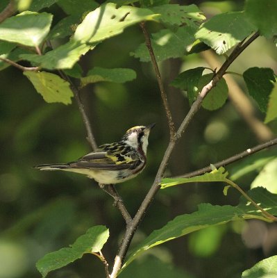 Chestnut-sided Warbler (Male)