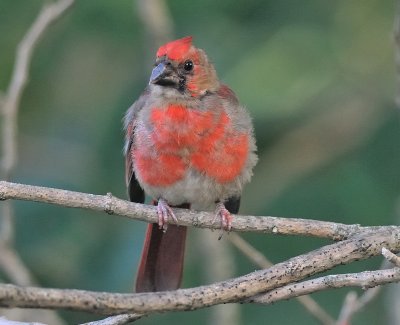 Northern Cardinal (Immature Male)