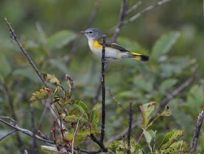 American Redstart (Female)