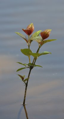 g9/02/1030802/3/117581340.6Zc5aAzL.jpg