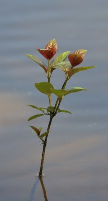 Water Plant